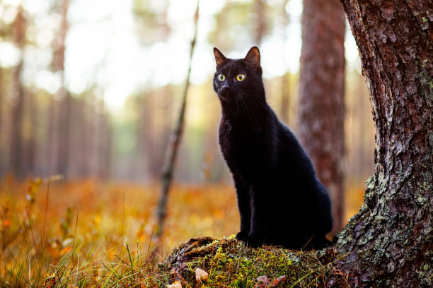 black cat
